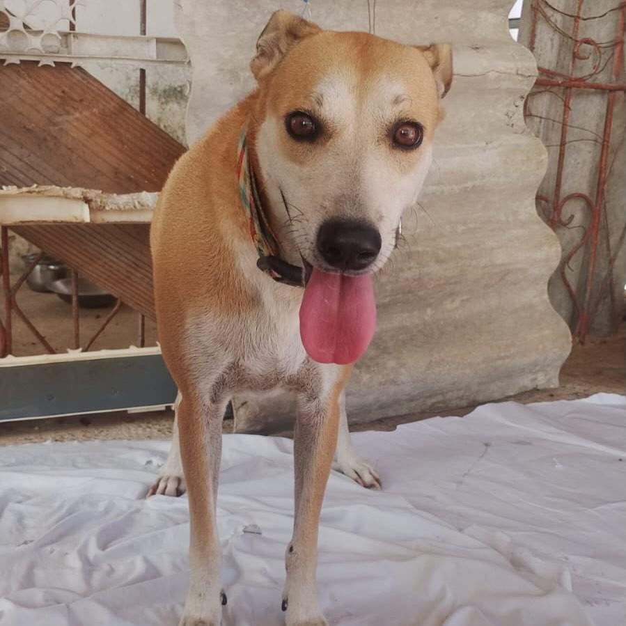 Princesa, cadela de porte médio para adoção em Natal - RN
