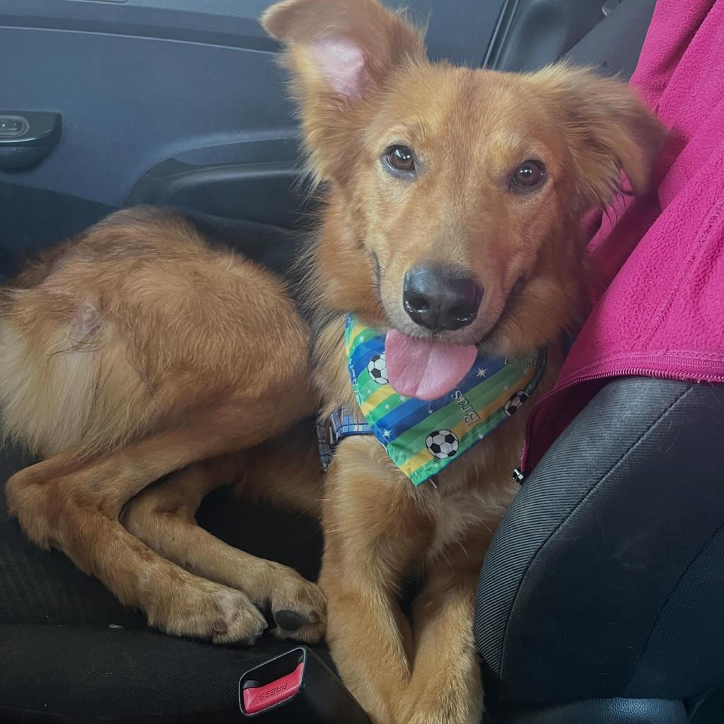 Simba, cachorro de porte médio para adoção em São Paulo - SP