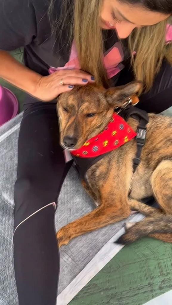 Pantera, cachorro de porte médio para adoção em São Paulo - SP