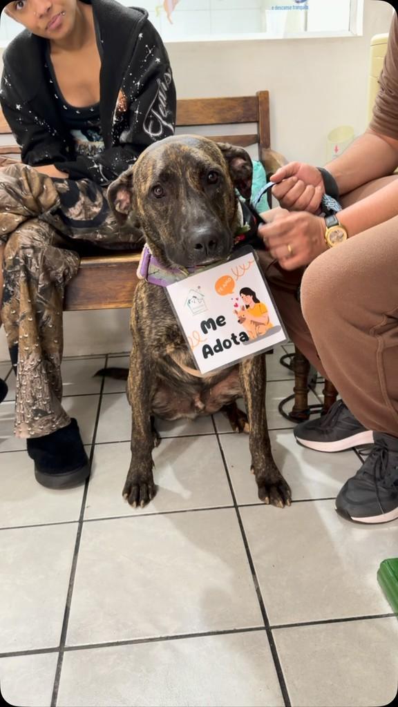 Tigrinho, cachorro de porte pequeno para adoção em São Paulo - SP