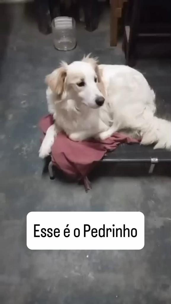 Pedrinho, cachorro de porte médio para adoção em São Paulo - SP