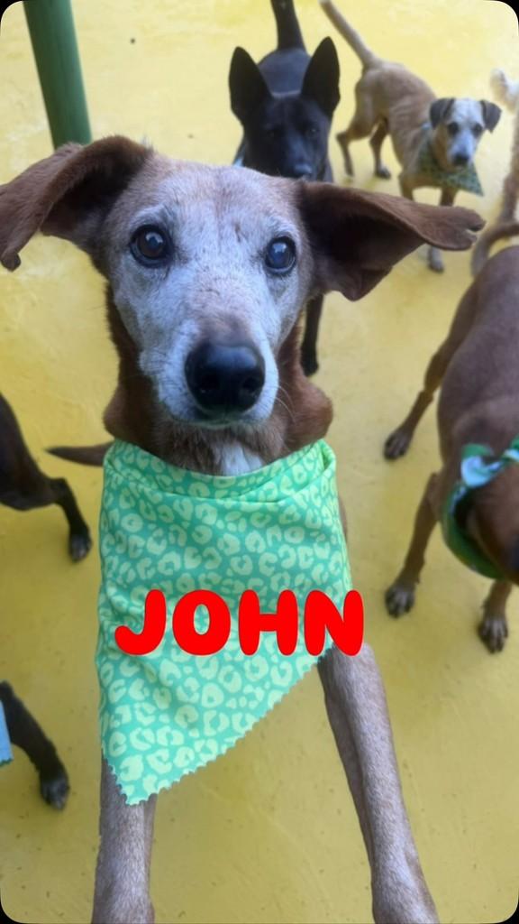 John, cachorro de porte médio para adoção em São Paulo - SP