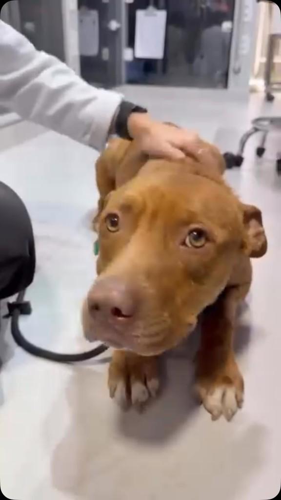 Garra, cachorro de porte médio para adoção em São Paulo - SP