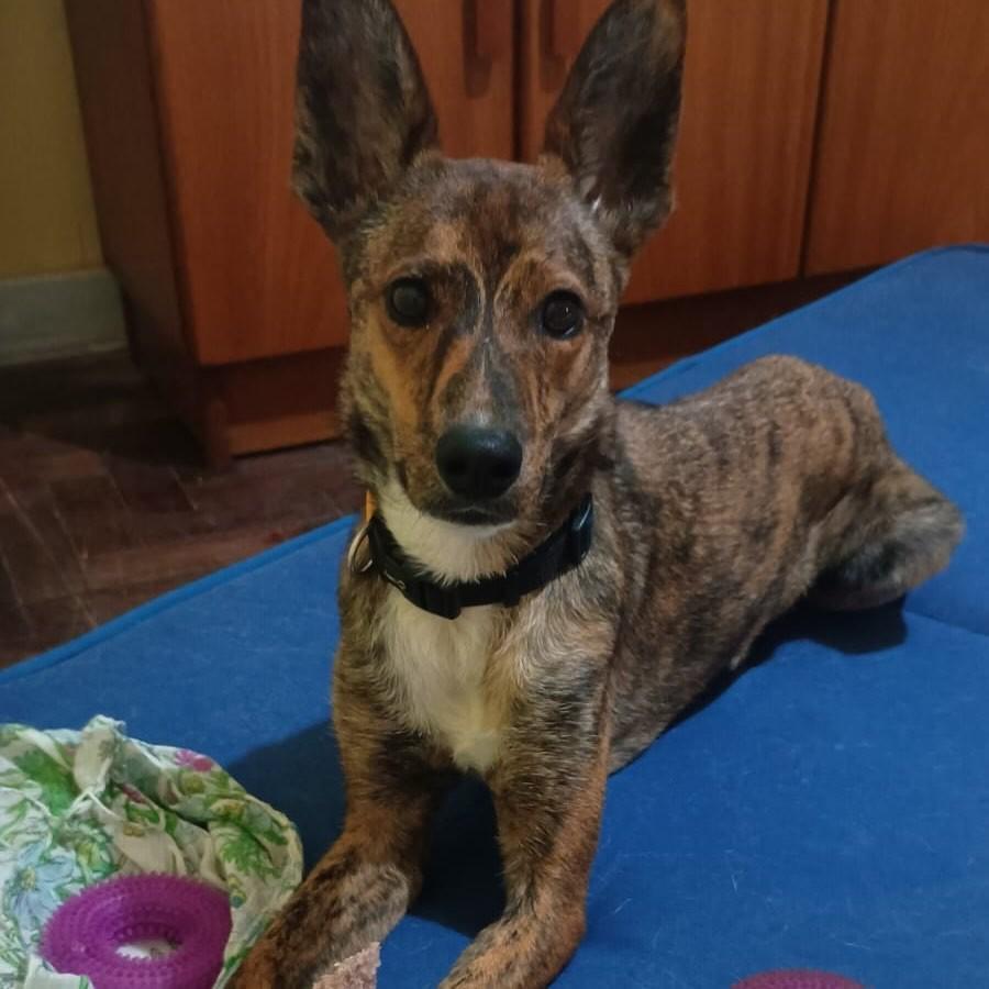 Panterinha, cadela de porte pequeno para adoção em São Paulo - SP