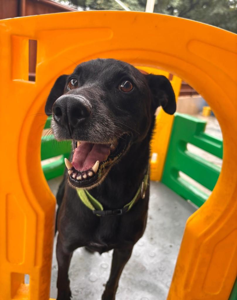 Tibá, cachorro de porte médio para adoção em São Paulo - SP
