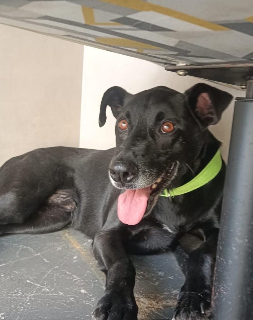 Tibá, cachorro de porte médio para adoção em São Paulo - SP — foto 5 de 10