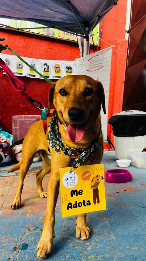 Simon, cachorro de porte médio para adoção em São Paulo - SP