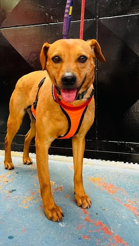 Alvin, cachorro de porte médio para adoção em São Paulo - SP