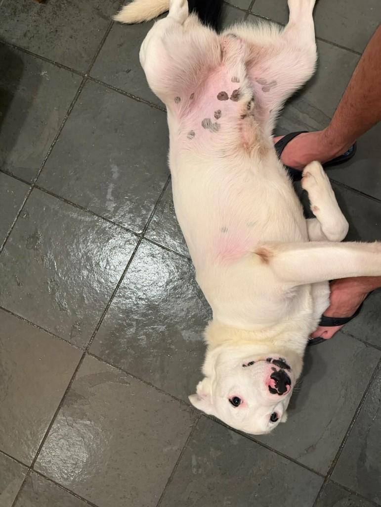 Chico, cachorro de porte médio para adoção em São Paulo - SP