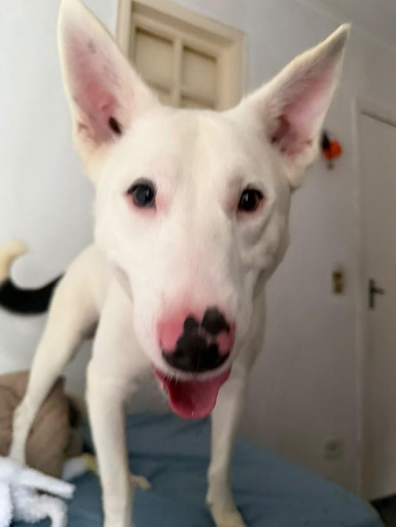 Chico, cachorro de porte médio para adoção em São Paulo - SP — foto 2 de 7