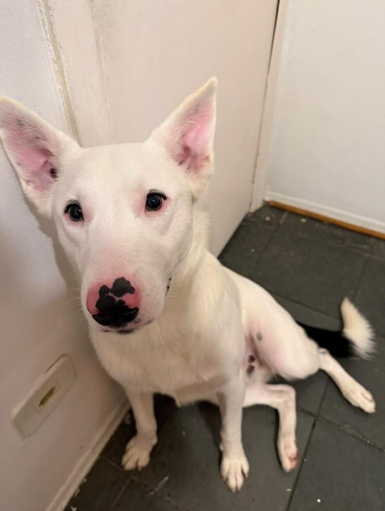 Chico, cachorro de porte médio para adoção em São Paulo - SP — foto 3 de 7
