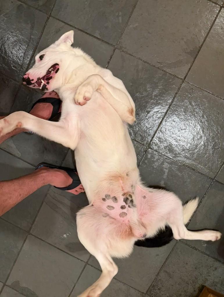 Chico, cachorro de porte médio para adoção em São Paulo - SP — foto 4 de 7