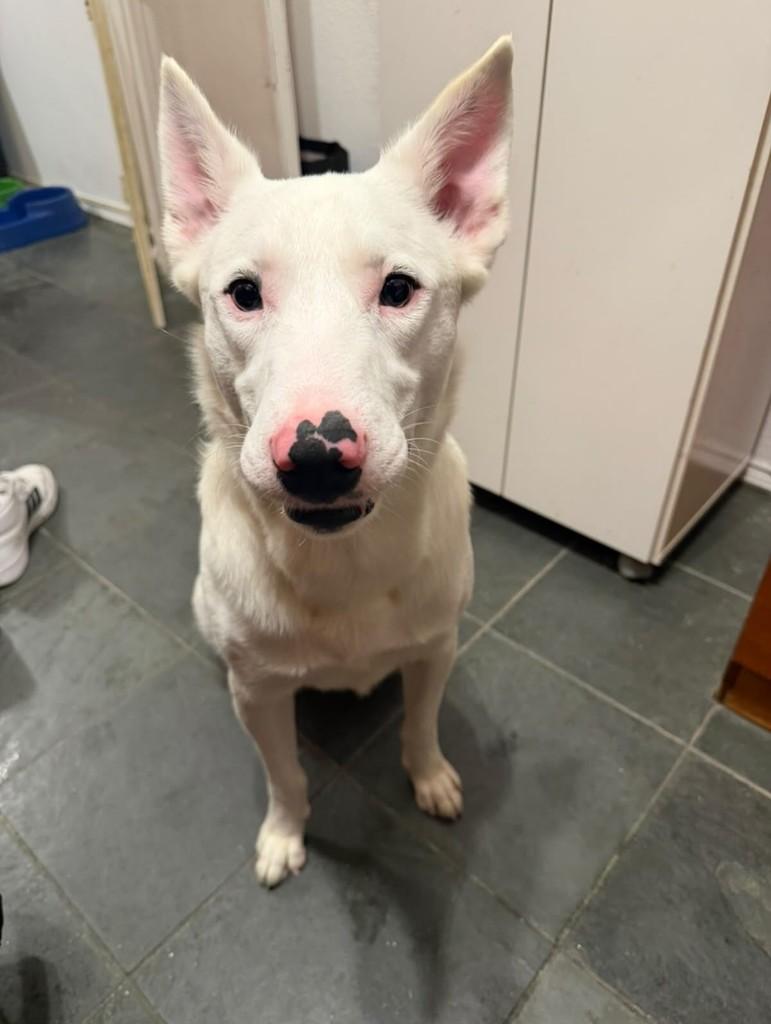 Chico, cachorro de porte médio para adoção em São Paulo - SP — foto 5 de 7
