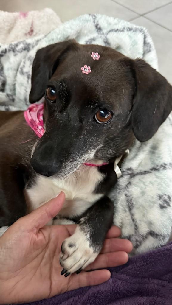 Nina, cadela de porte pequeno para adoção em São Bento do Sul - SC