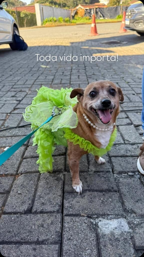 Clarinha, cadela de porte pequeno para adoção em São Bento do Sul - SC