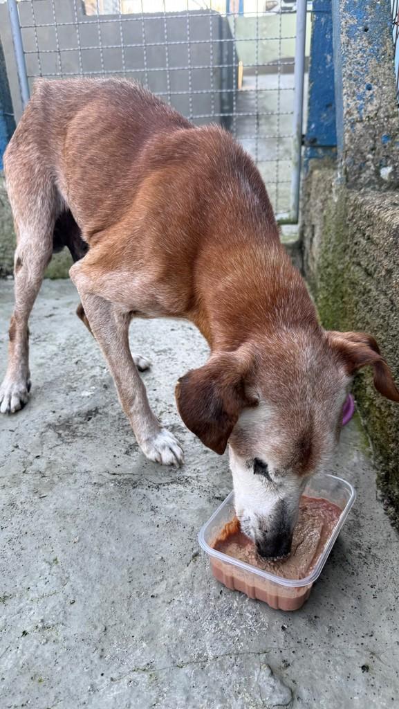Tonho, cachorro de porte médio para adoção em São Bento do Sul - SC