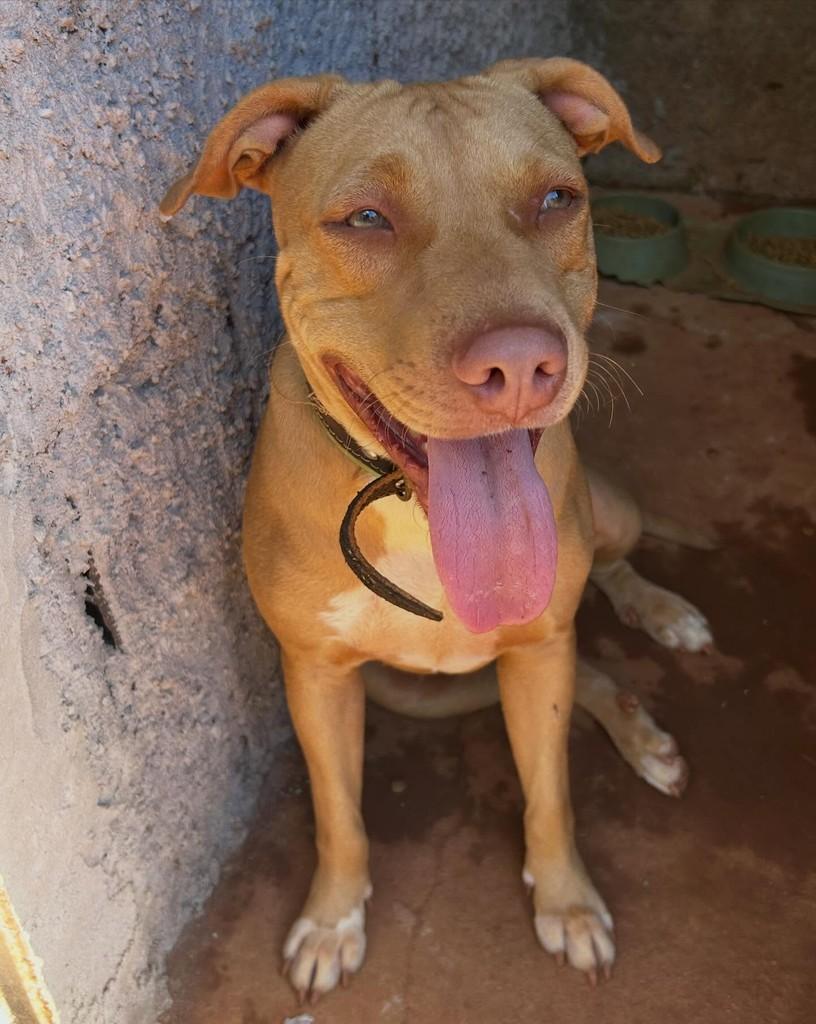 Lena, cadela de porte médio para adoção em Brasília - DF