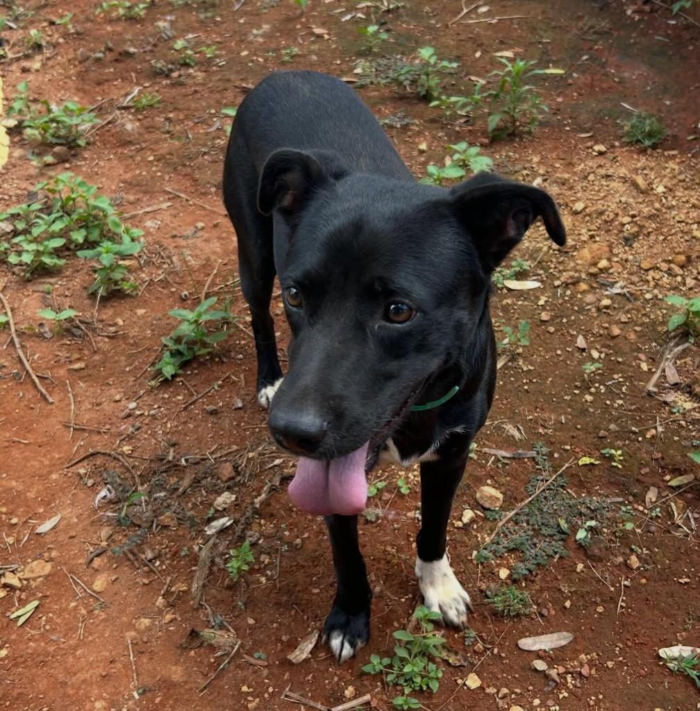 Noir, cachorro de porte médio para adoção em Brasília - DF