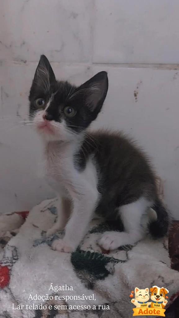 Ágatha, gata de porte pequeno para adoção em Camboriú - SC