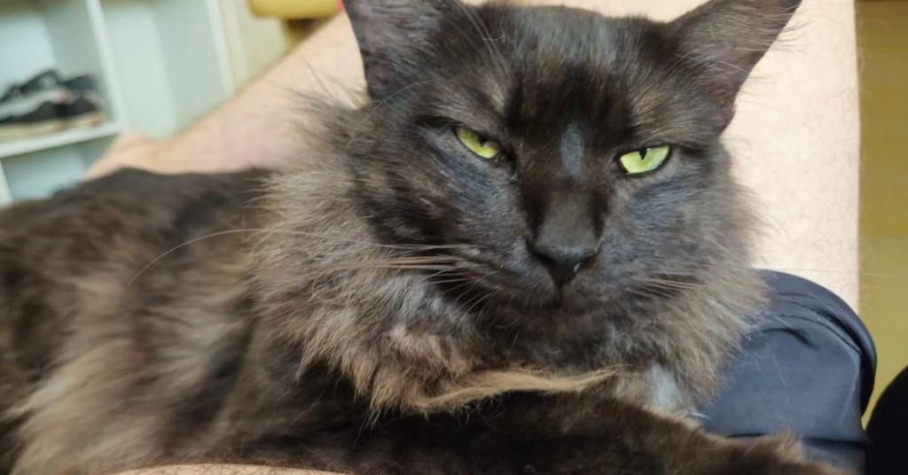 Batman, gato de porte grande para adoção em Camboriú - SC