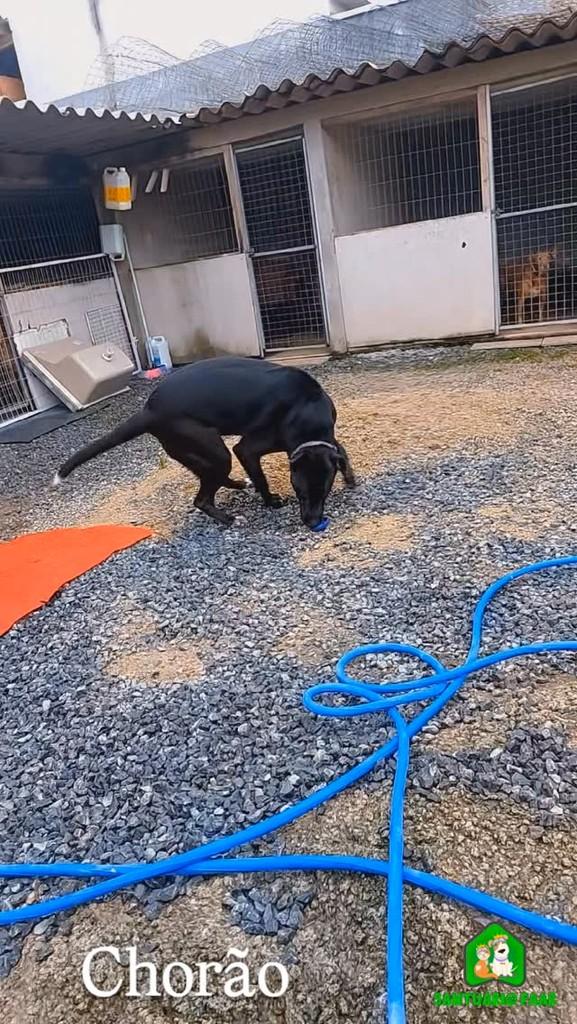 Chorão, cachorro de porte médio para adoção em Camboriú - SC