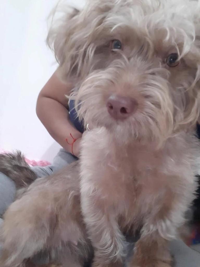 Loira, cachorro de porte médio para adoção em Camboriú - SC