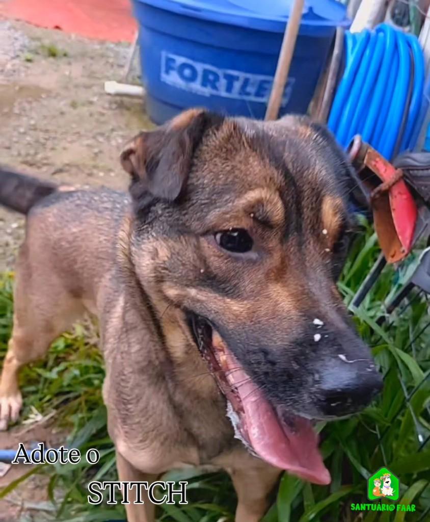 Stitch, cachorro de porte médio para adoção em Camboriú - SC