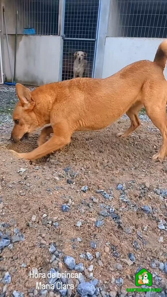 Maria Clara, cachorro de porte médio para adoção em Camboriú - SC