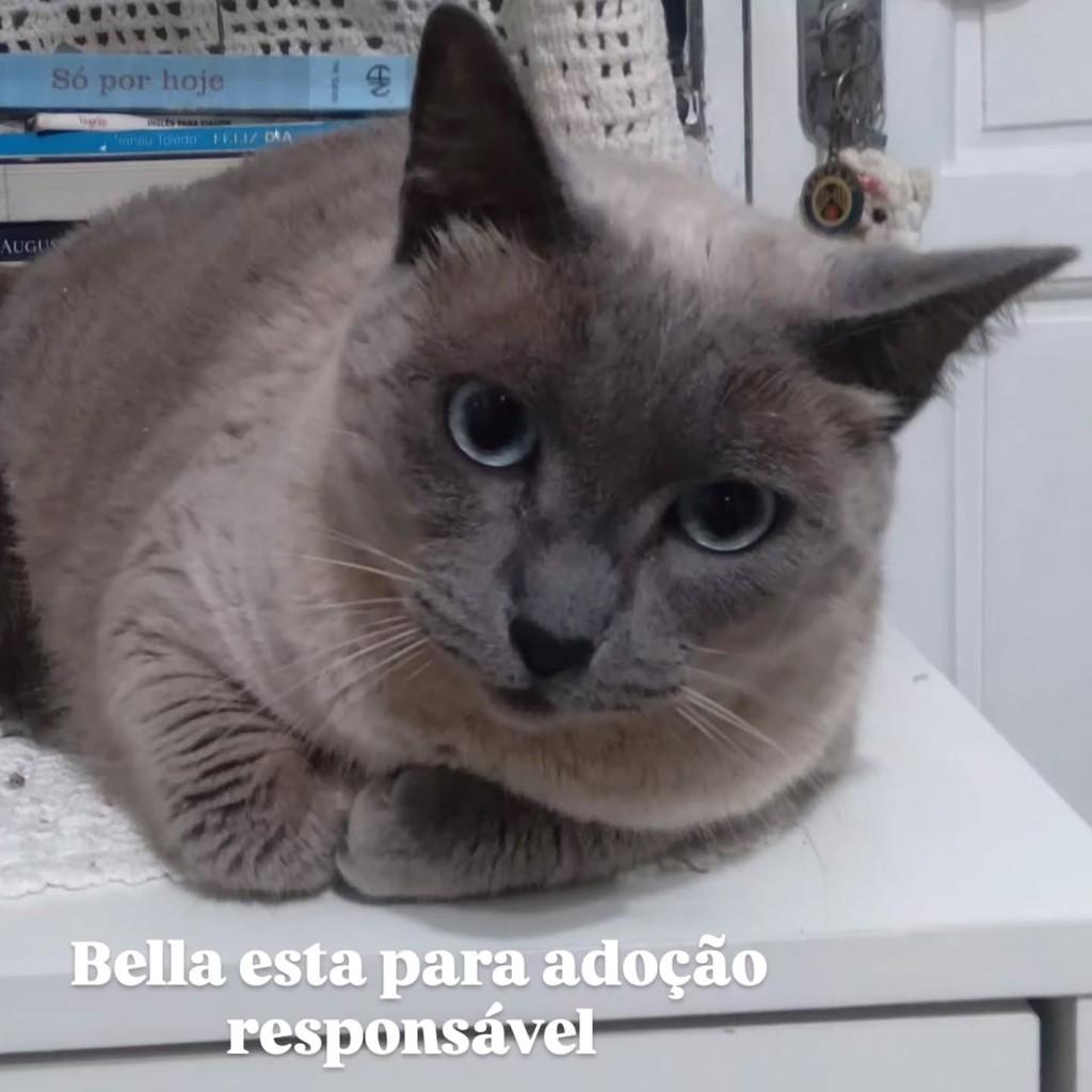 Bella, gato de porte médio para adoção em Camboriú - SC