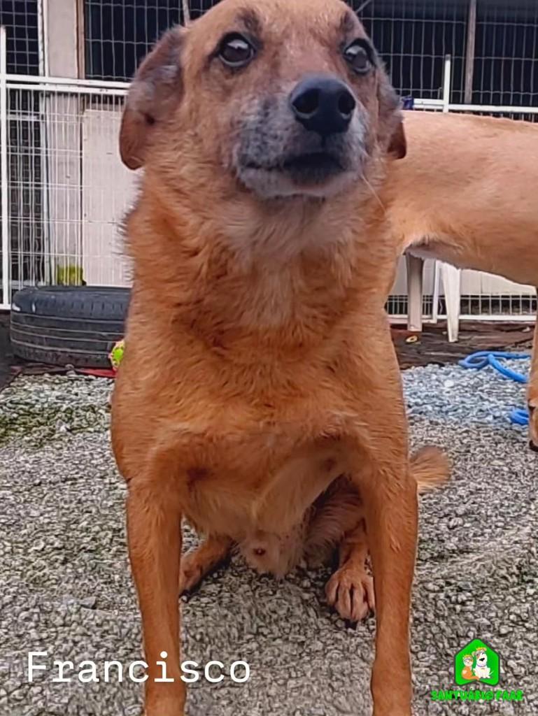 Francisco, cachorro de porte médio para adoção em Camboriú - SC