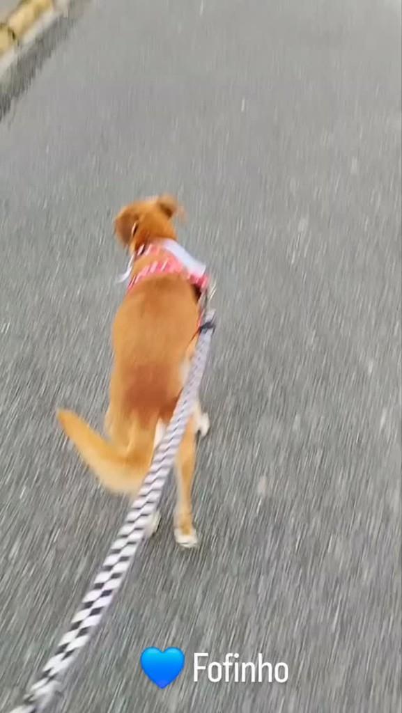 Fofinho, cachorro de porte pequeno para adoção em Camboriú - SC