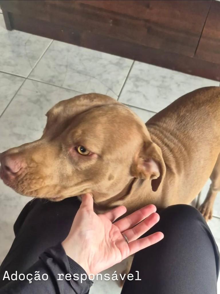 Brisa, cadela de porte médio para adoção em Camboriú - SC