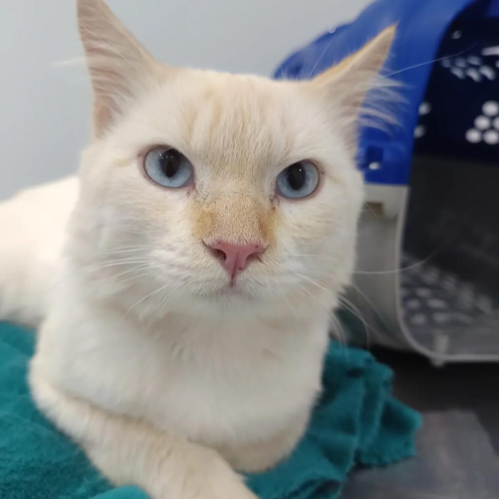 Menininho, gato de porte médio para adoção em Maringá - PR