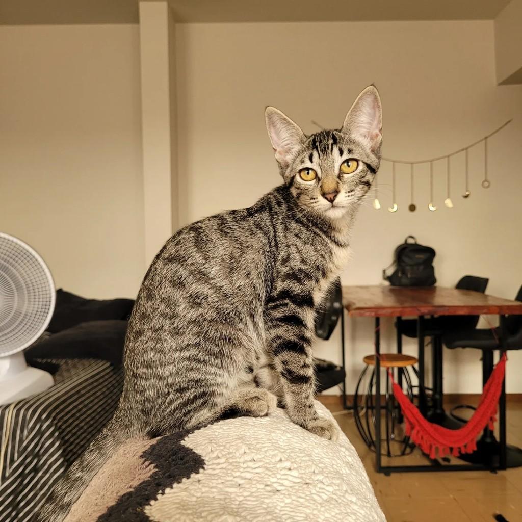 Catarina, gato de porte pequeno para adoção em Maringá - PR