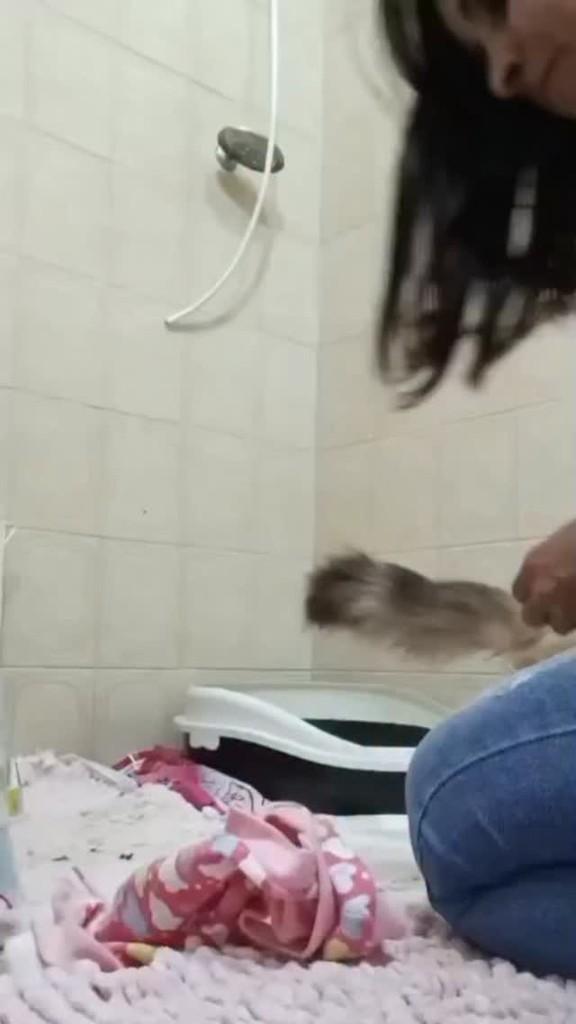 Menininha, gato de porte grande para adoção em Maringá - PR