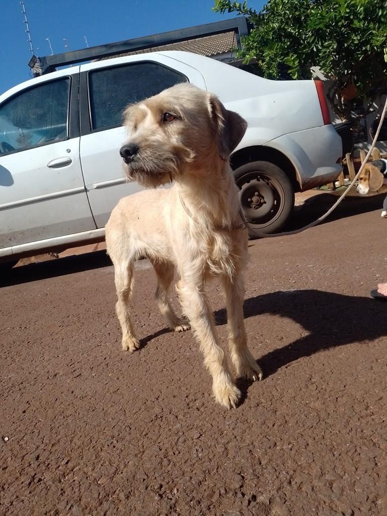 Nick, cachorro de porte pequeno para adoção em Maringá - PR