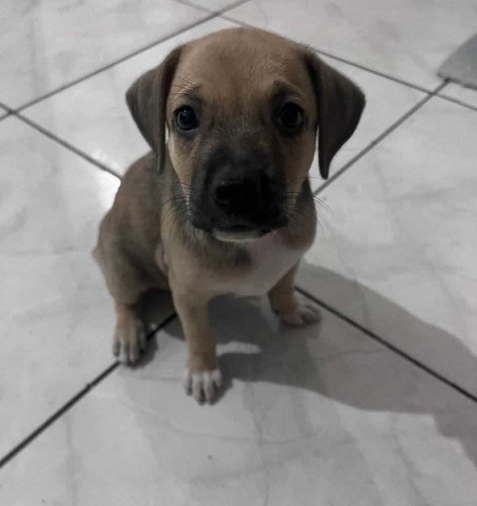 Linda, cadela de porte pequeno para adoção em Quixeramobim - CE