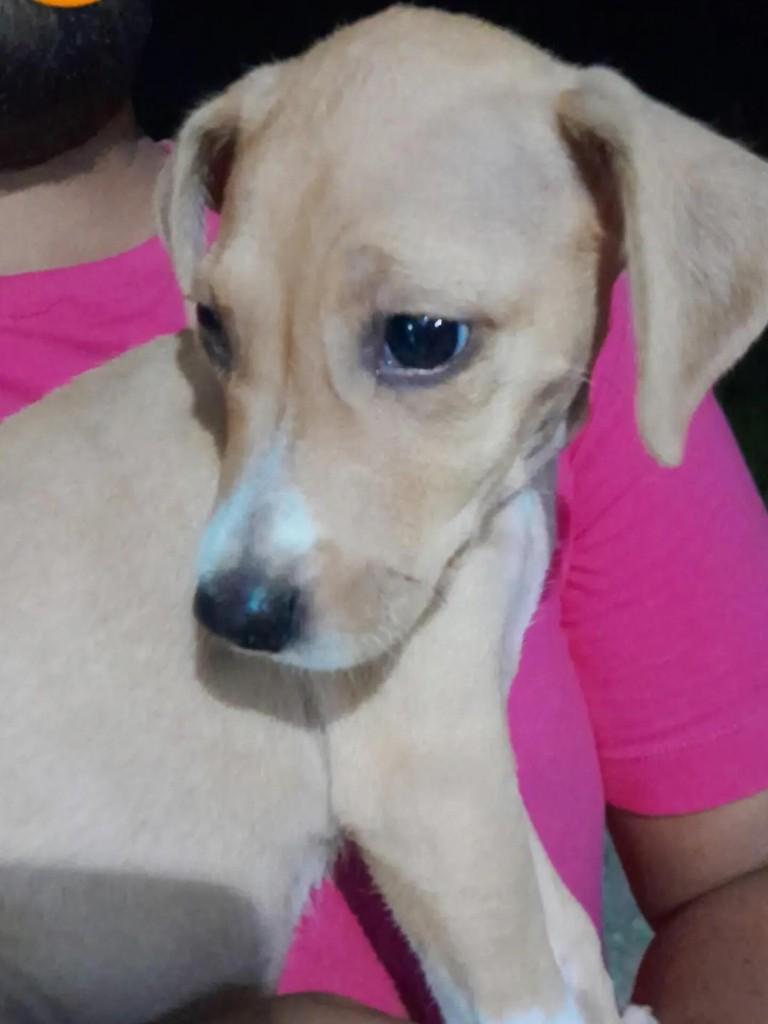 Princesinha, cachorro de porte pequeno para adoção em Quixeramobim - CE