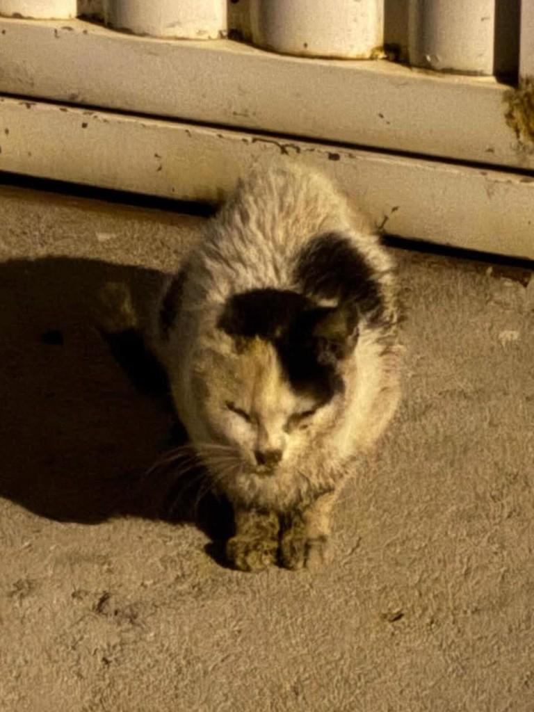 Zoe, gata de porte médio para adoção em Quixeramobim - CE
