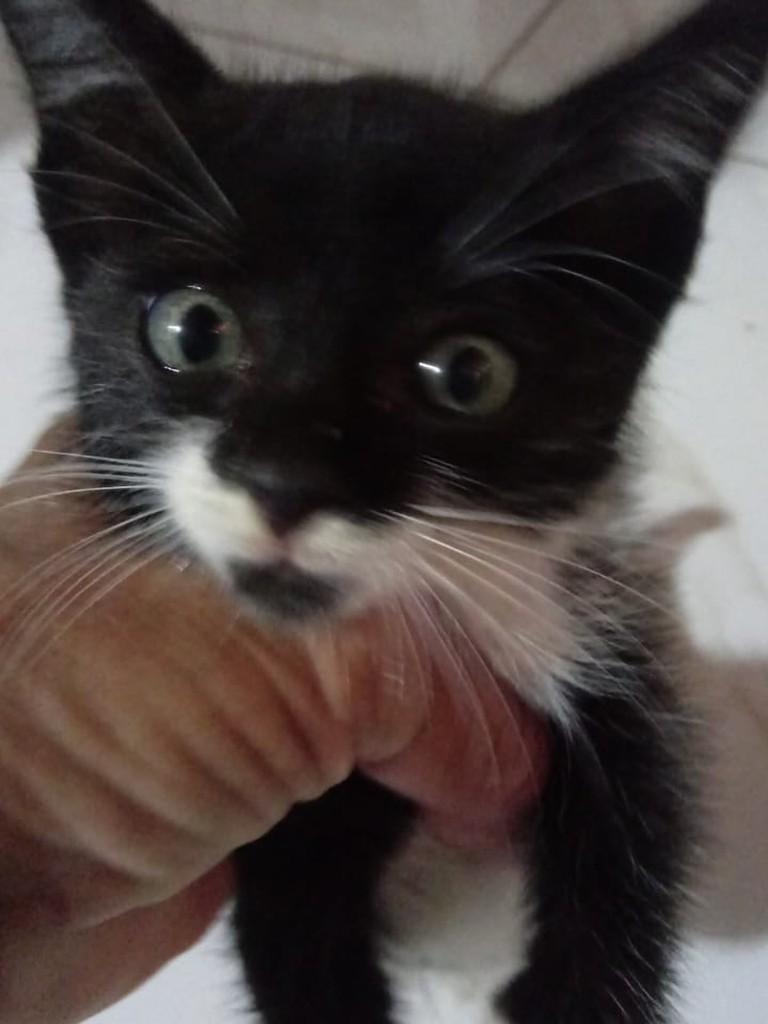 Bebezinho, gato de porte pequeno para adoção em Quixeramobim - CE
