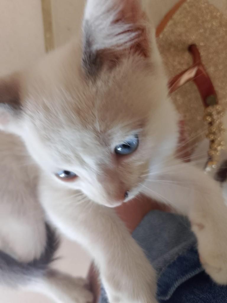 Princesinha, gato de porte pequeno para adoção em Quixeramobim - CE