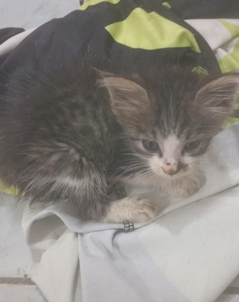 Linda, gata de porte pequeno para adoção em Quixeramobim - CE