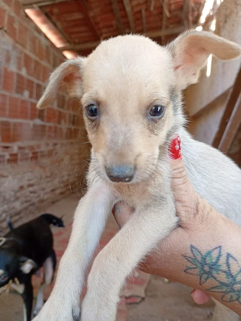 Bebezinho, cachorro de porte pequeno para adoção em Quixeramobim - CE