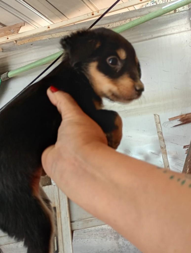 Bebezinha, cadela de porte pequeno para adoção em Quixeramobim - CE