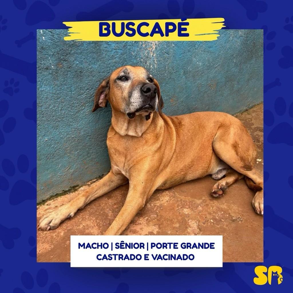 Buscapé, cachorro de porte grande para adoção em Santa Bárbara - MG