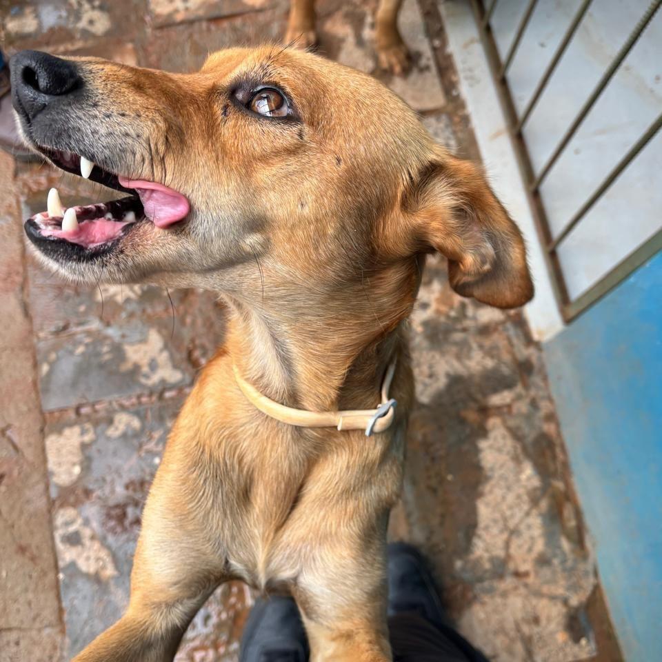 Mariano, cachorro de porte médio para adoção em Santa Bárbara - MG