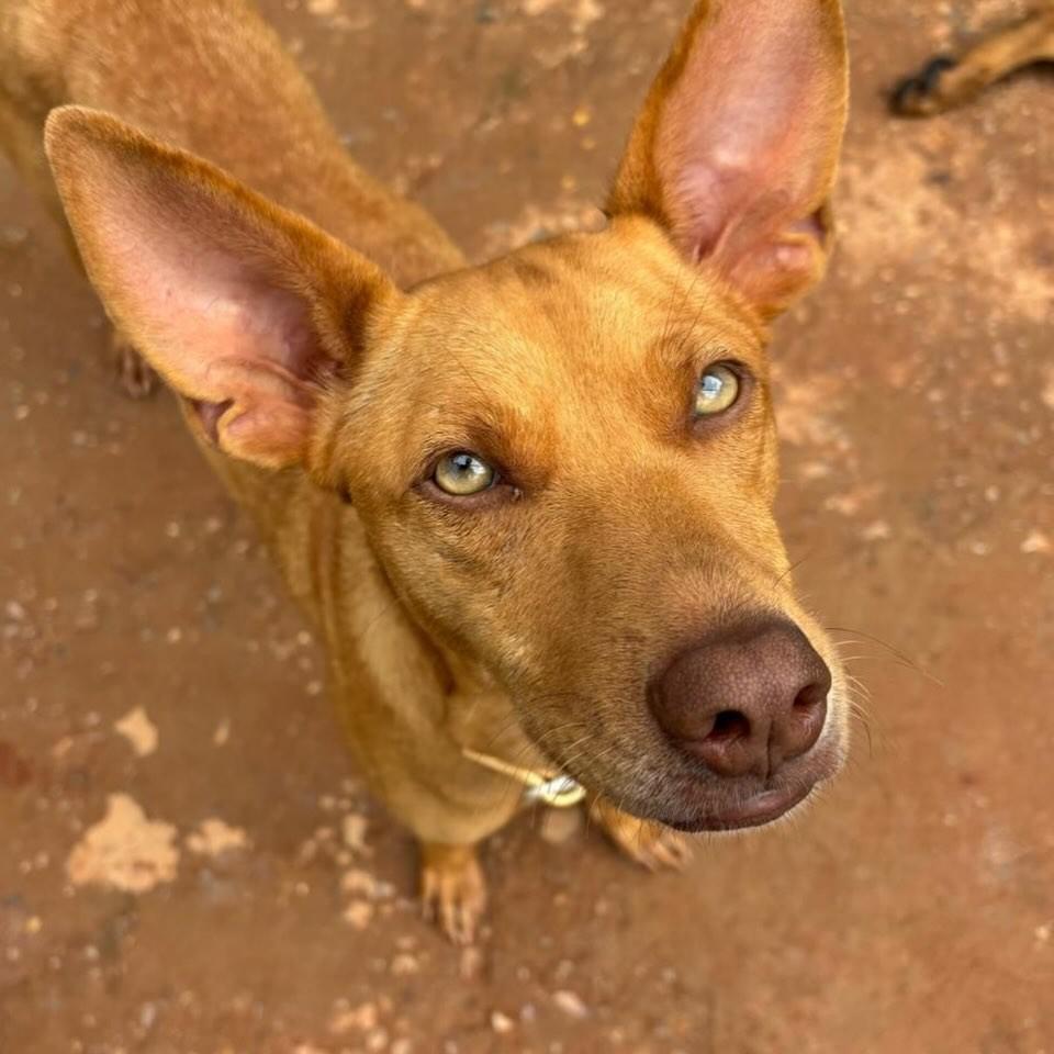 Agatha, cadela de porte médio para adoção em Santa Bárbara - MG