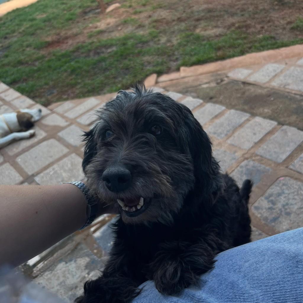 Paulinha, cachorro de porte pequeno para adoção em Santa Bárbara - MG