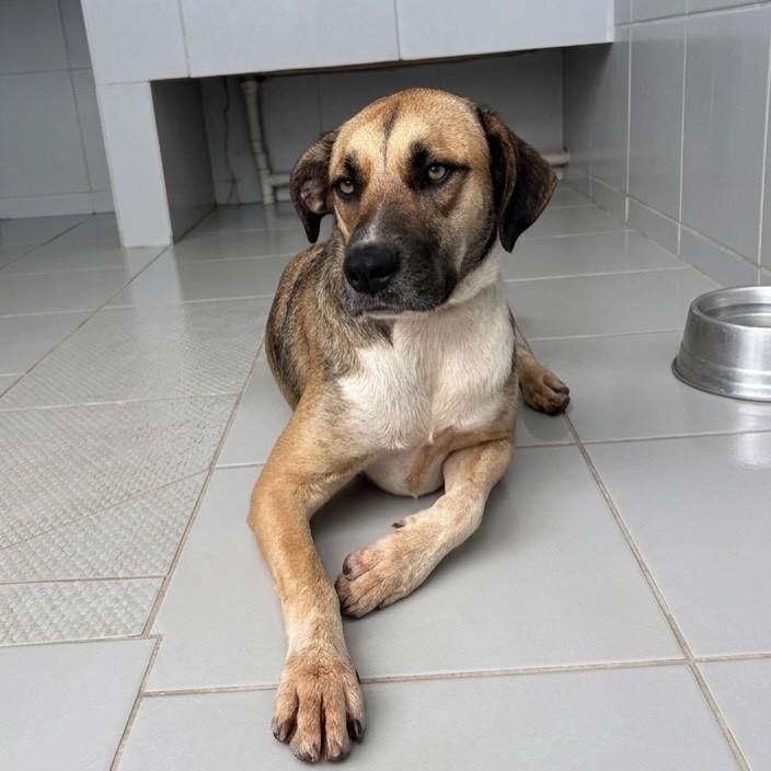 Maju, cadela de porte pequeno para adoção em Santa Bárbara - MG