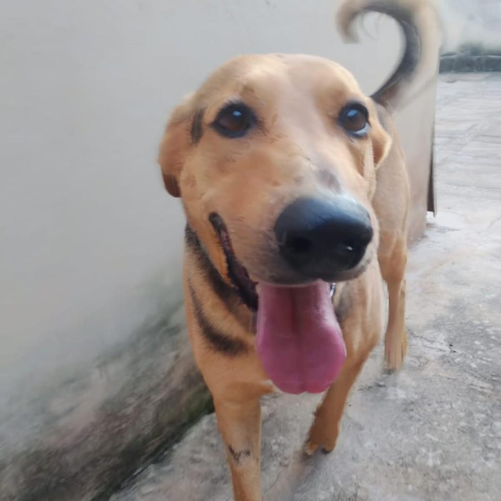Barão, cachorro de porte grande para adoção em Santa Bárbara - MG